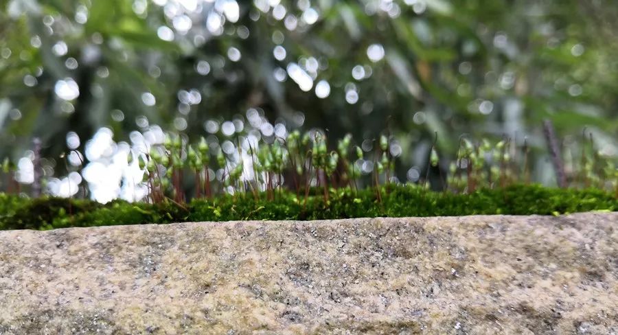 黄璞琳有关合理使用与商标侵权抗辩的文章与资料