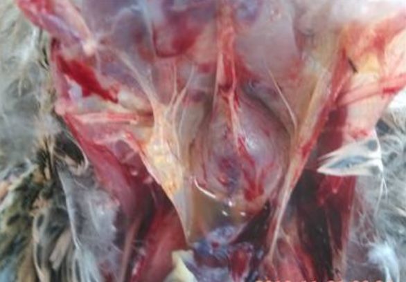 连续使用两个疗程浆膜炎和副粘病毒混感还不能根治，不要执着了，必须使用我们的黄金搭档