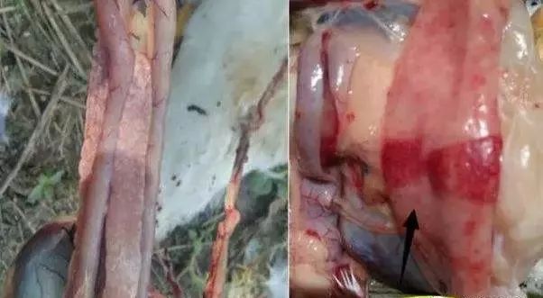 连续使用两个疗程浆膜炎和副粘病毒混感还不能根治,不要执着了,必须使用我们的黄金搭档