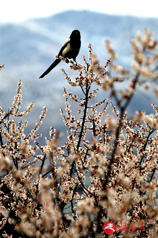 温泉小镇郁金香,郁金香的温泉小镇
