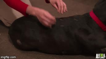 中医治狗病,中医能治狗骨科吗