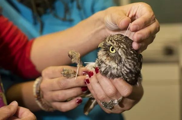 中医治狗病,中医能治狗骨科吗