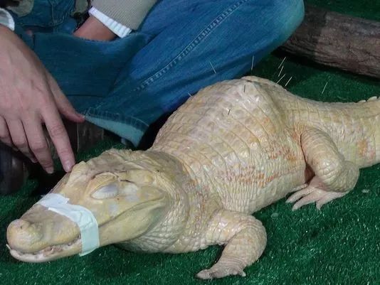 中医治狗病,中医能治狗骨科吗