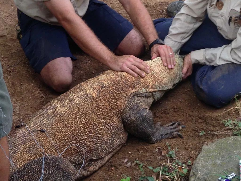 中医治狗病,中医能治狗骨科吗