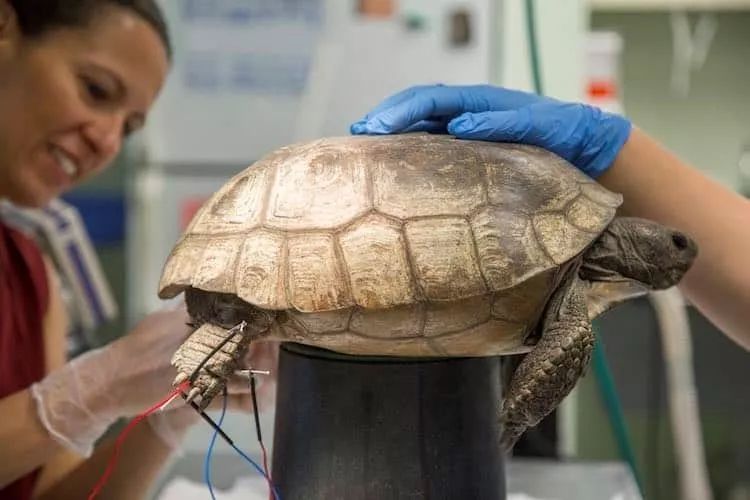 中医治狗病,中医能治狗骨科吗