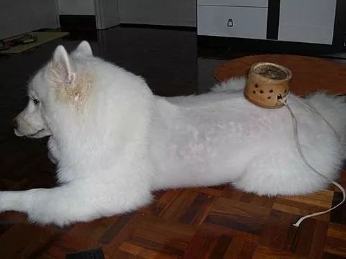 中医治狗病,中医能治狗骨科吗