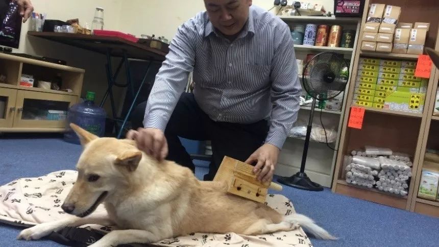 中医治狗病,中医能治狗骨科吗