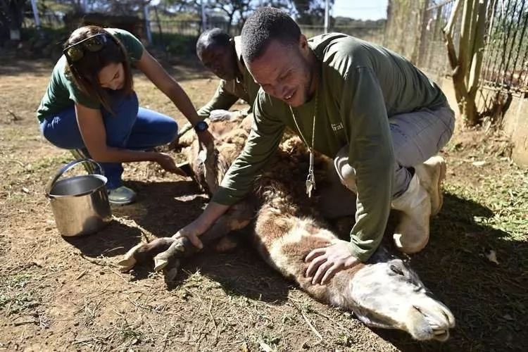 中医治狗病,中医能治狗骨科吗