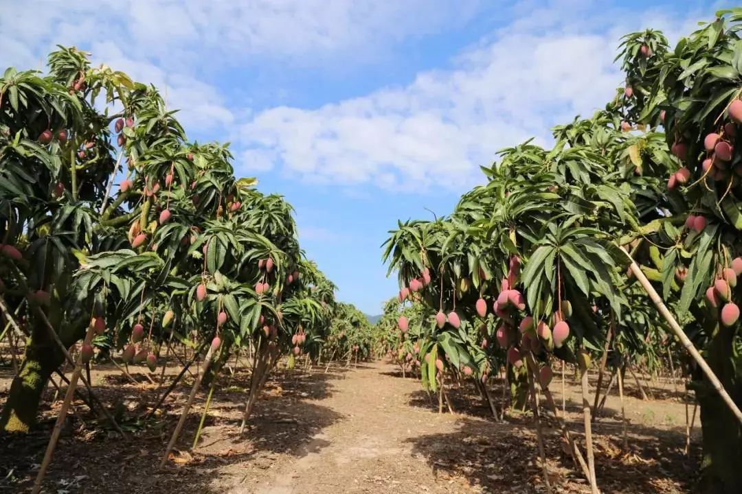 吃货推荐好吃的水果,香甜多汁海南贵妃应季水果