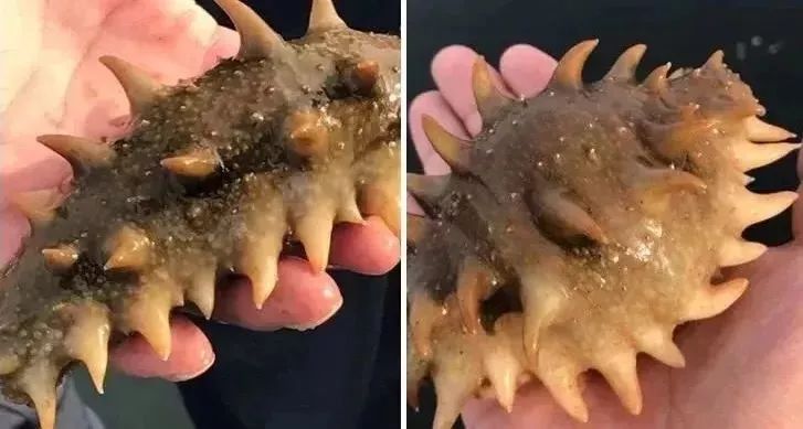 早上空腹吃它是“百补之王”补肝强肾、延年益寿,现在知道还不晚……