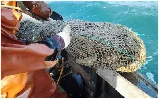 早上空腹吃它是“百补之王”补肝强肾、延年益寿,现在知道还不晚……