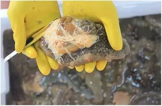 早上空腹吃它是“百补之王”补肝强肾、延年益寿,现在知道还不晚……