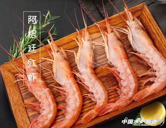 阿根廷红虾和青虾仁哪个好,阿根廷红虾有什么特别之处呢