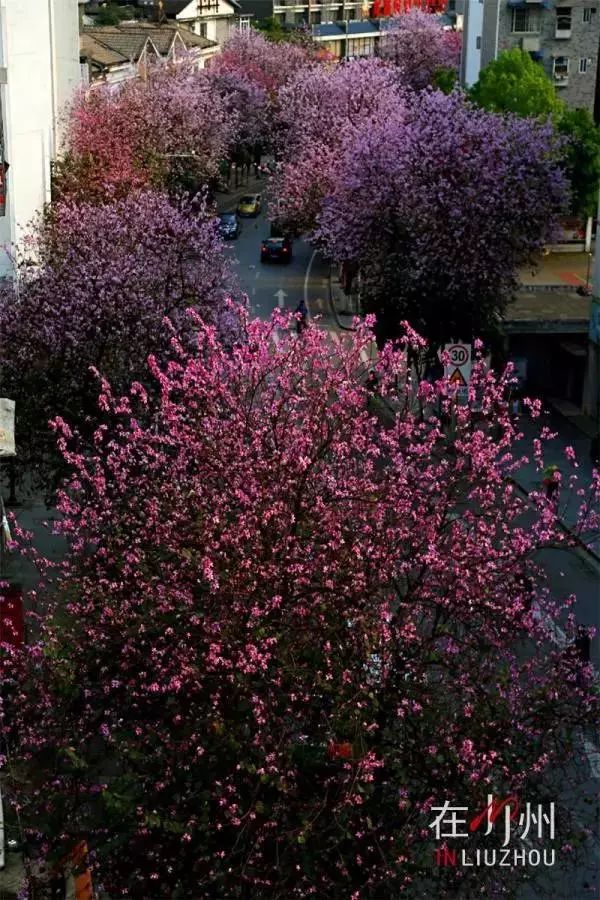 广西有座小城,广西隐藏千年小城