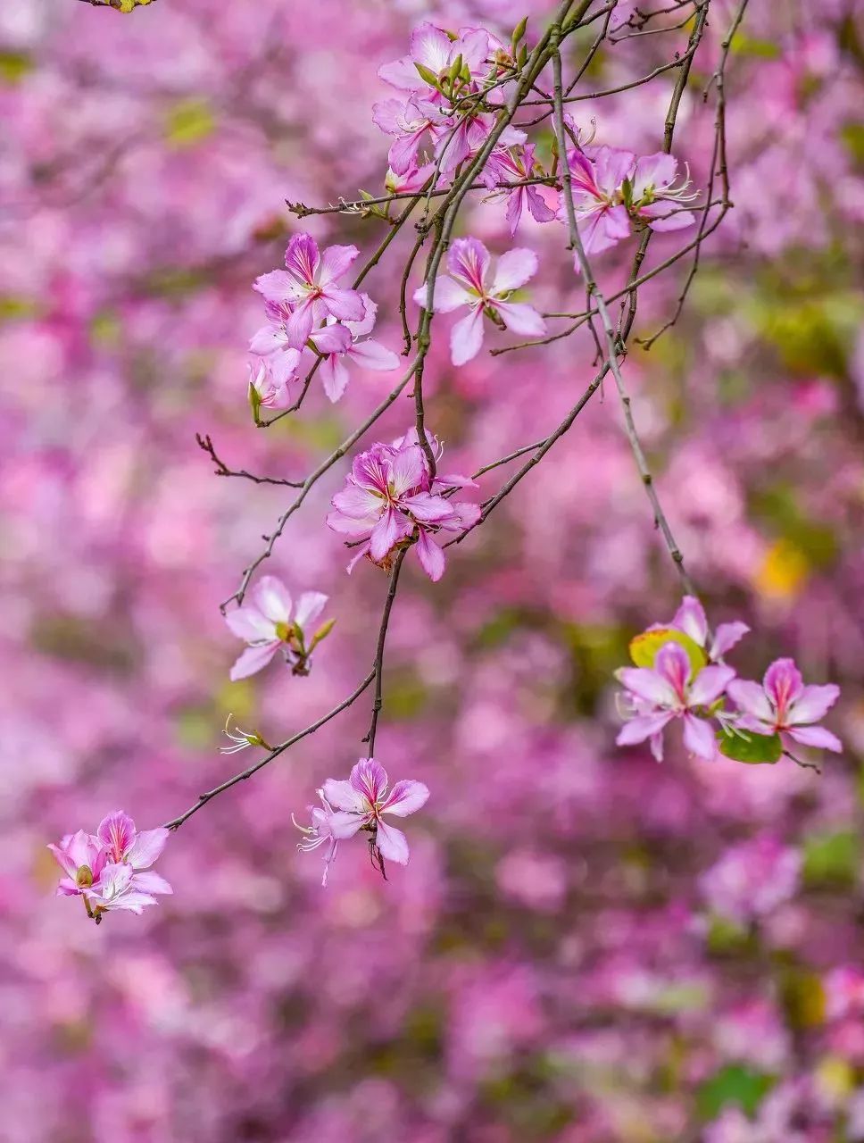 广西有座小城,广西隐藏千年小城