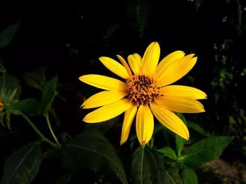 它被称作植物中的“小型吸盐机”,在我国种植潜力极大