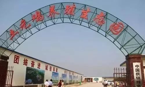 捡鸡蛋吃生鸡蛋,捡鸡蛋给爷爷奶奶吃