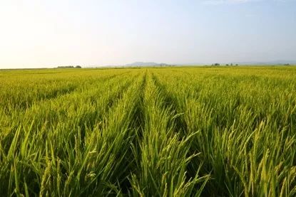 京东农业项目入驻,京东和农业合作项目