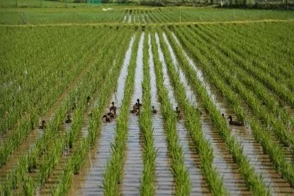 京东农业项目入驻,京东和农业合作项目