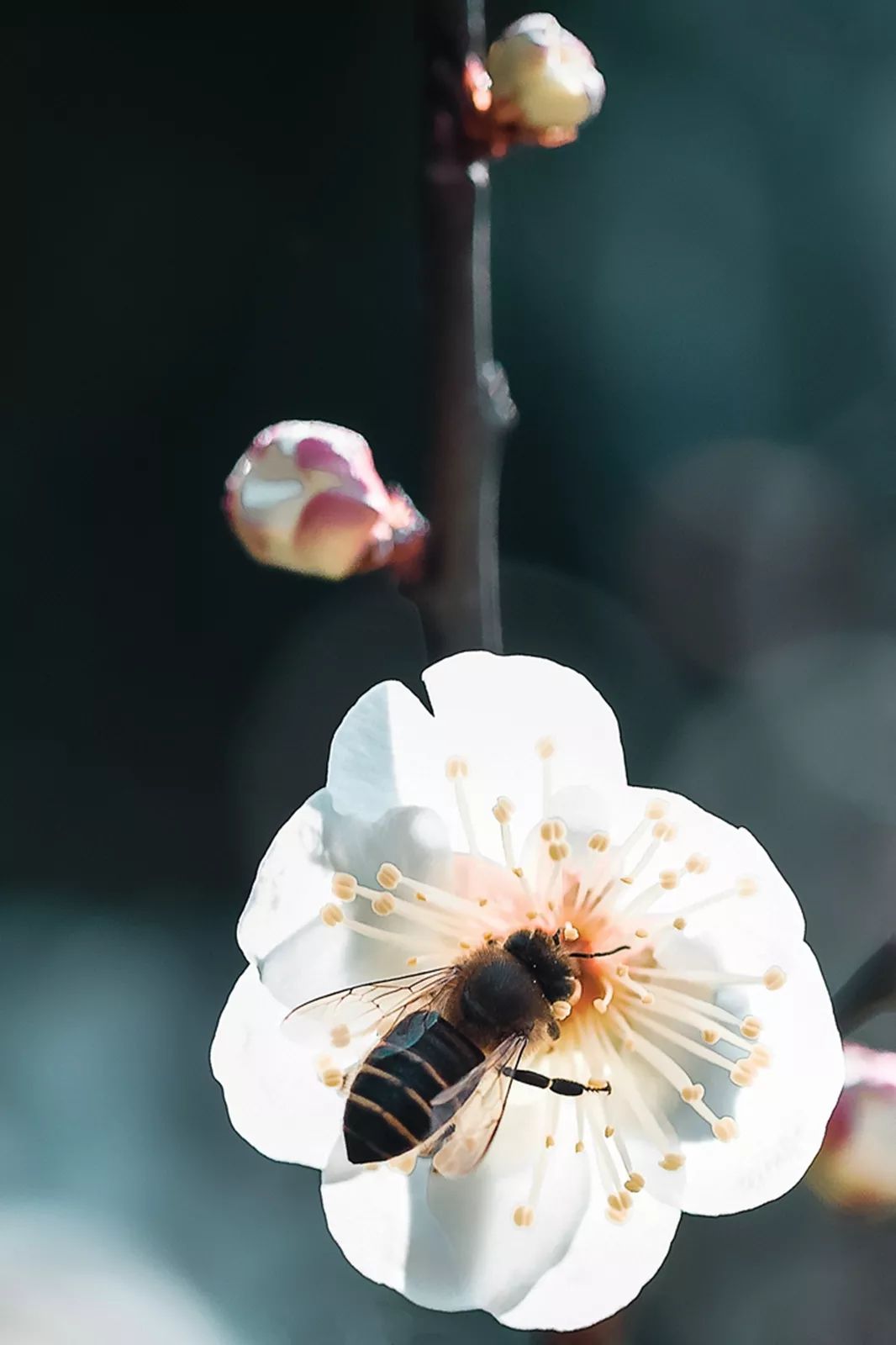 腾讯、联通、新东方都准备来华师“抢人”，本周就业讲座通知汇总，赶紧安排一下！