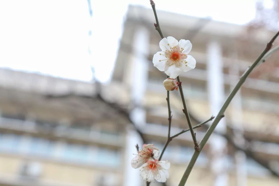 腾讯、联通、新东方都准备来华师“抢人”，本周就业讲座通知汇总，赶紧安排一下！