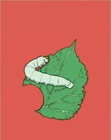 宠物蚕宝宝变成飞蛾,小宠物蚕宝宝