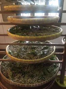 宠物蚕宝宝变成飞蛾,小宠物蚕宝宝