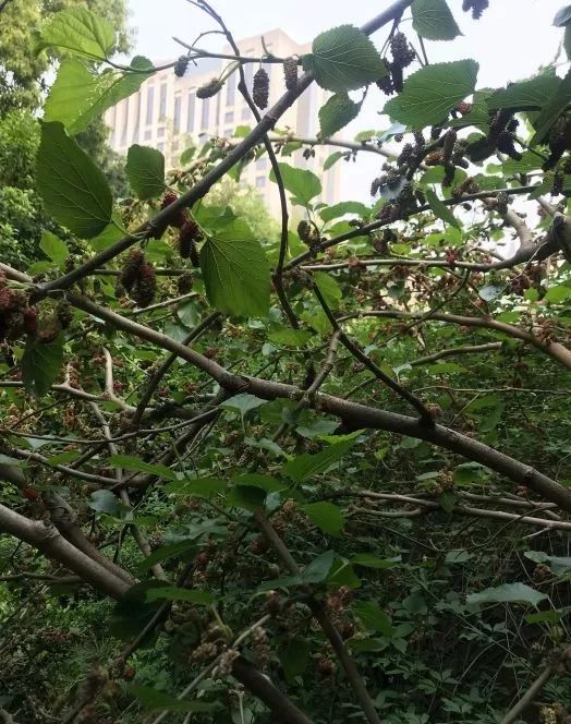 宠物蚕宝宝变成飞蛾,小宠物蚕宝宝