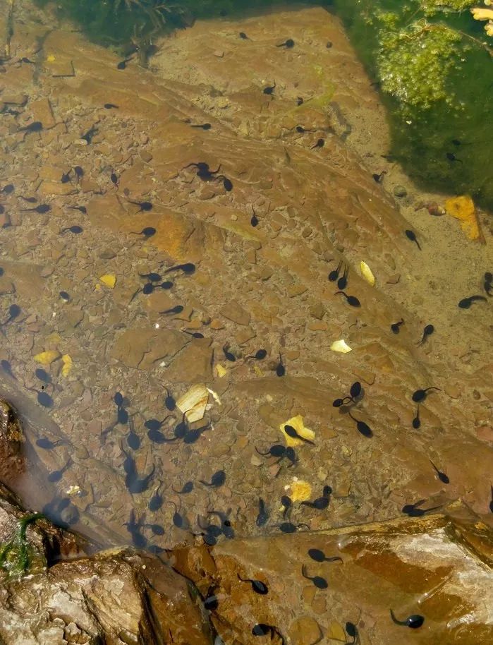 宠物蚕宝宝变成飞蛾,小宠物蚕宝宝