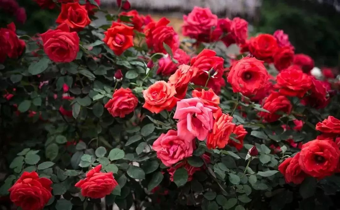 南宁花雨湖玫瑰花文化节,第四届广西玫瑰花节