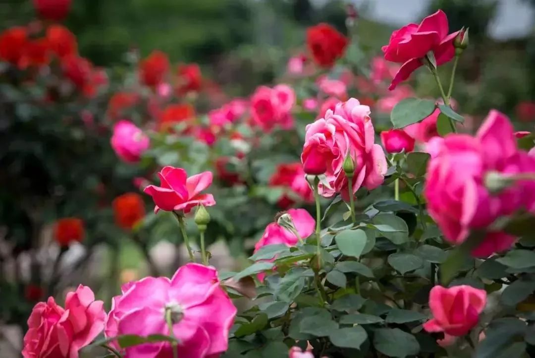 南宁花雨湖玫瑰花文化节,第四届广西玫瑰花节