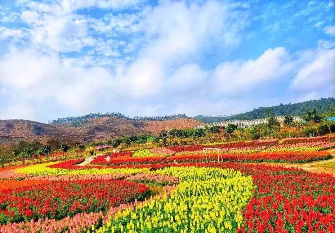 南宁花雨湖玫瑰花文化节,第四届广西玫瑰花节