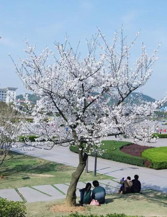 踏青赏花黄石,黄石境内有哪些适合踏青的好地方