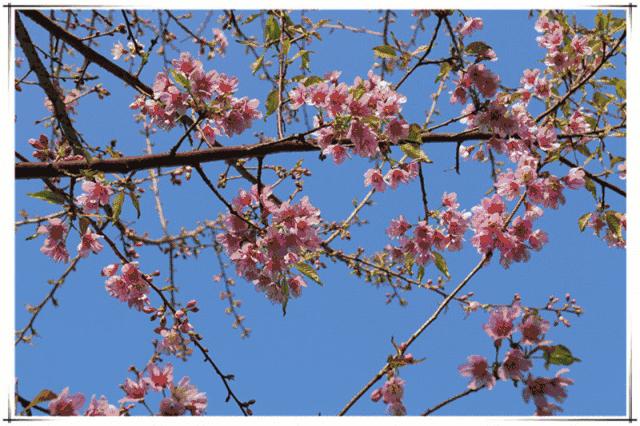 踏青赏花黄石,黄石境内有哪些适合踏青的好地方