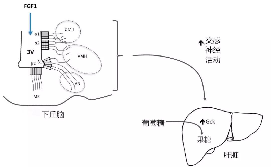 二型糖尿病专家能研究根治吗,inceptor治疗糖尿病新靶点