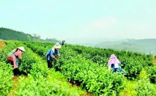 经济连续领跑全福建,贵州经济增速排名全国第一