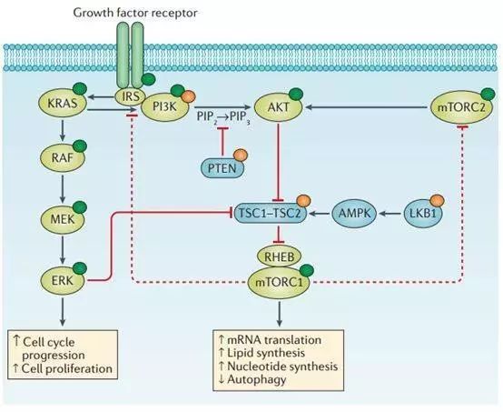 乳腺癌肺转移双靶向治疗效果,乳腺癌靶向治疗每次费用多少