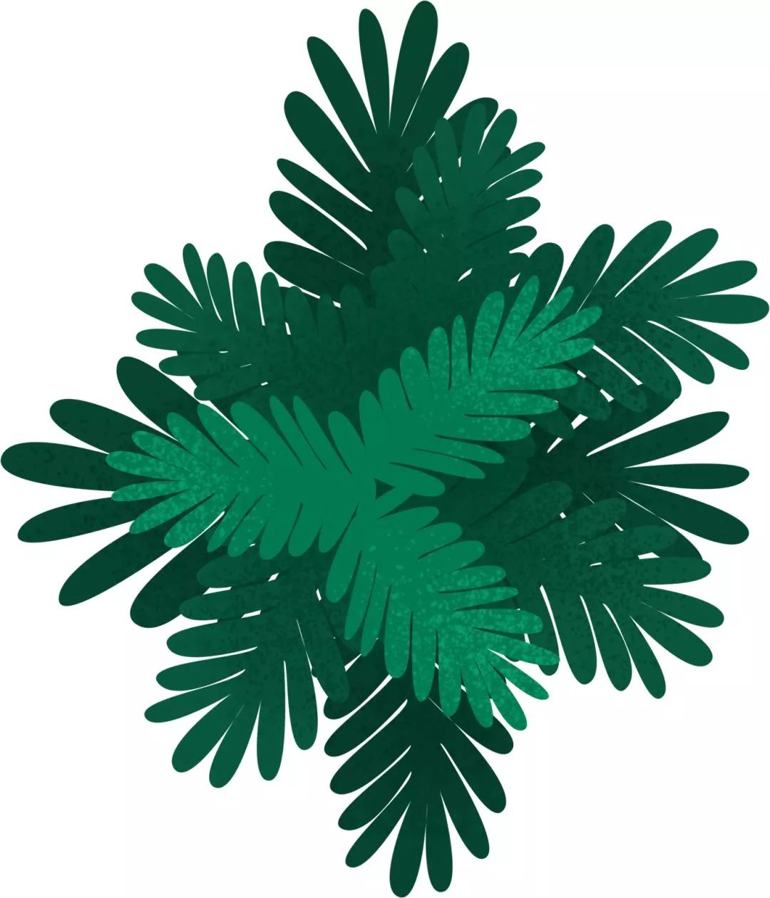 石斛花开等你来,石斛花开惊艳了时光