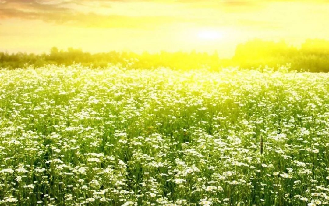 最美的养心诗词,美到心碎最触动心灵的十句诗词