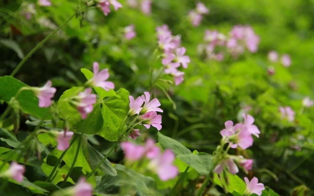 最美的养心诗词,美到心碎最触动心灵的十句诗词