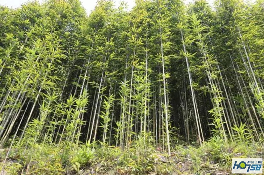 清朝的开国皇帝是谁呀,清朝的由来