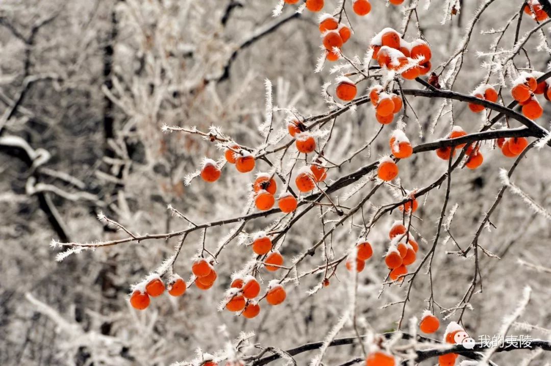 夷陵美|冬去春来~