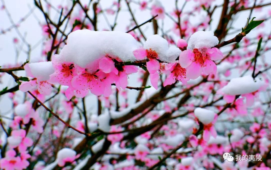 夷陵美|冬去春来~