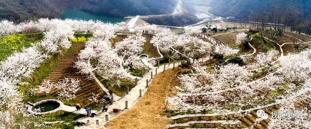 夷陵美|冬去春来~