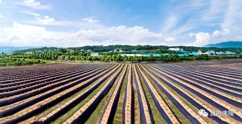 夷陵美|冬去春来~