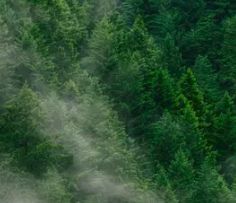 李清照写酒的诗10首,李清照10首最美诗词表达情感