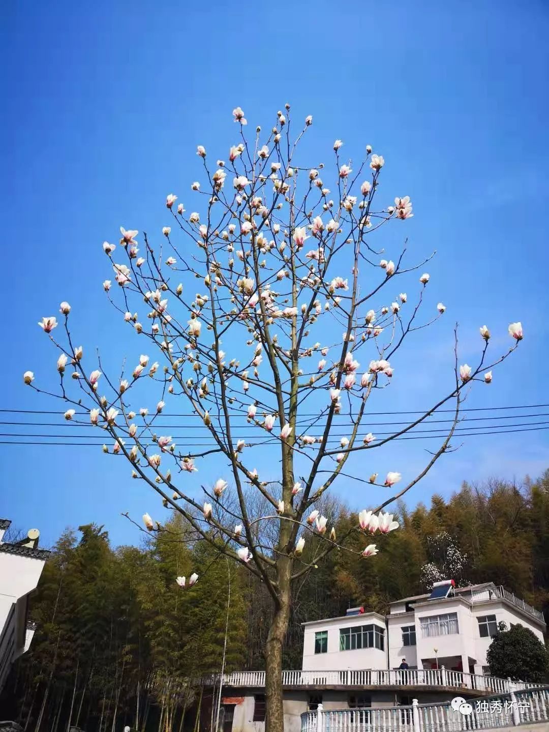 又到海螺望春花期，踏青赏花的可以约起了～