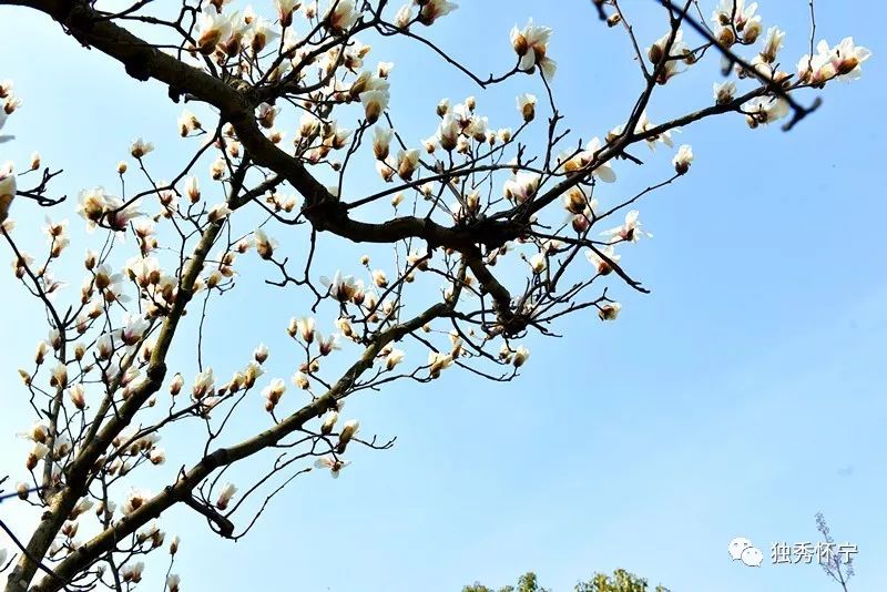 又到海螺望春花期，踏青赏花的可以约起了～