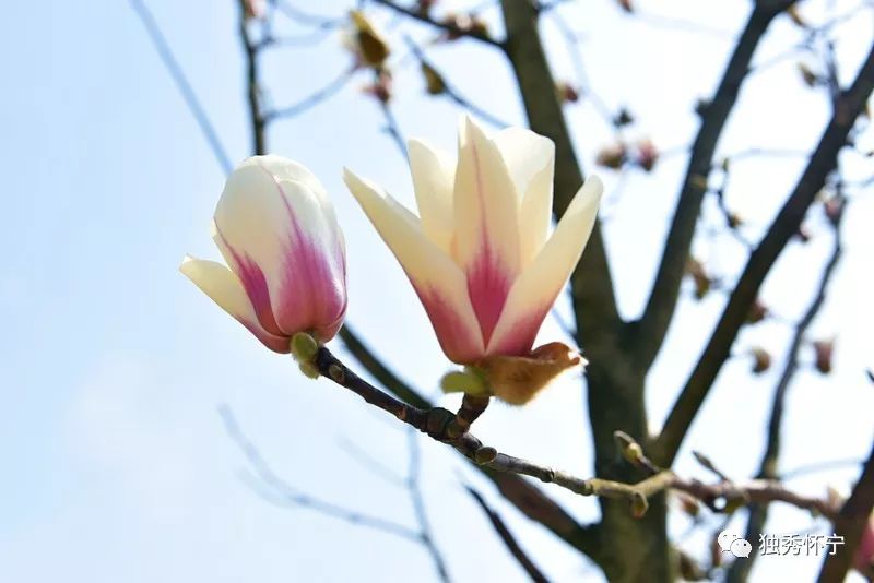 又到海螺望春花期，踏青赏花的可以约起了～