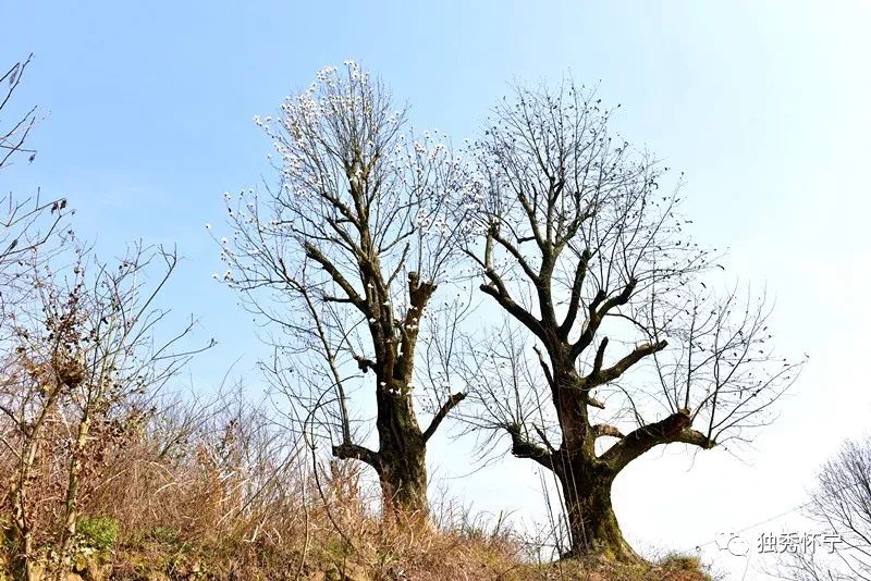 又到海螺望春花期，踏青赏花的可以约起了～